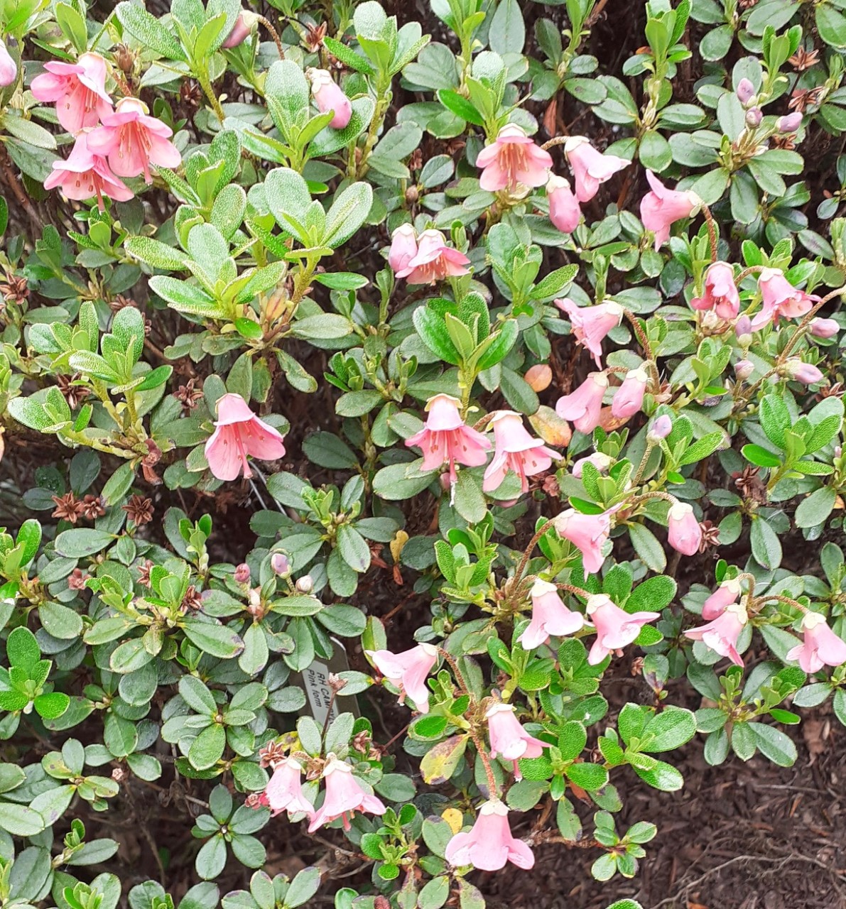 R. campylogynum (Salmon Pink Form)